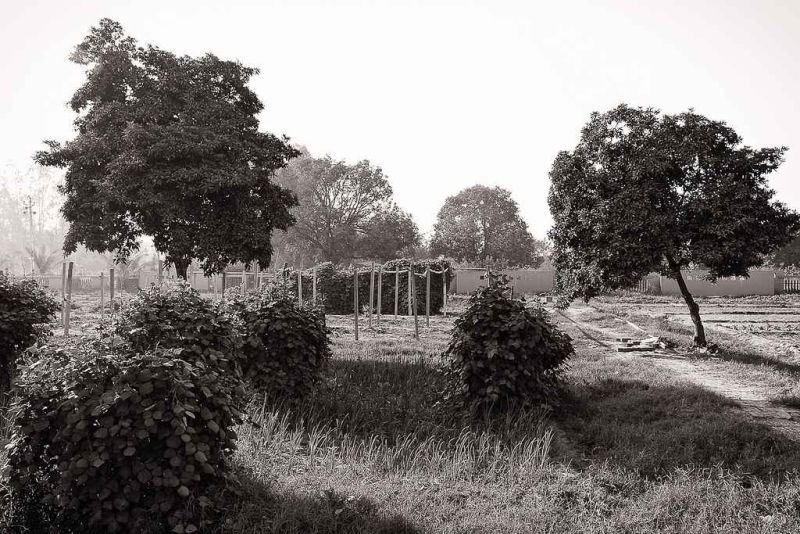 a fresh morning at the farm.jpg